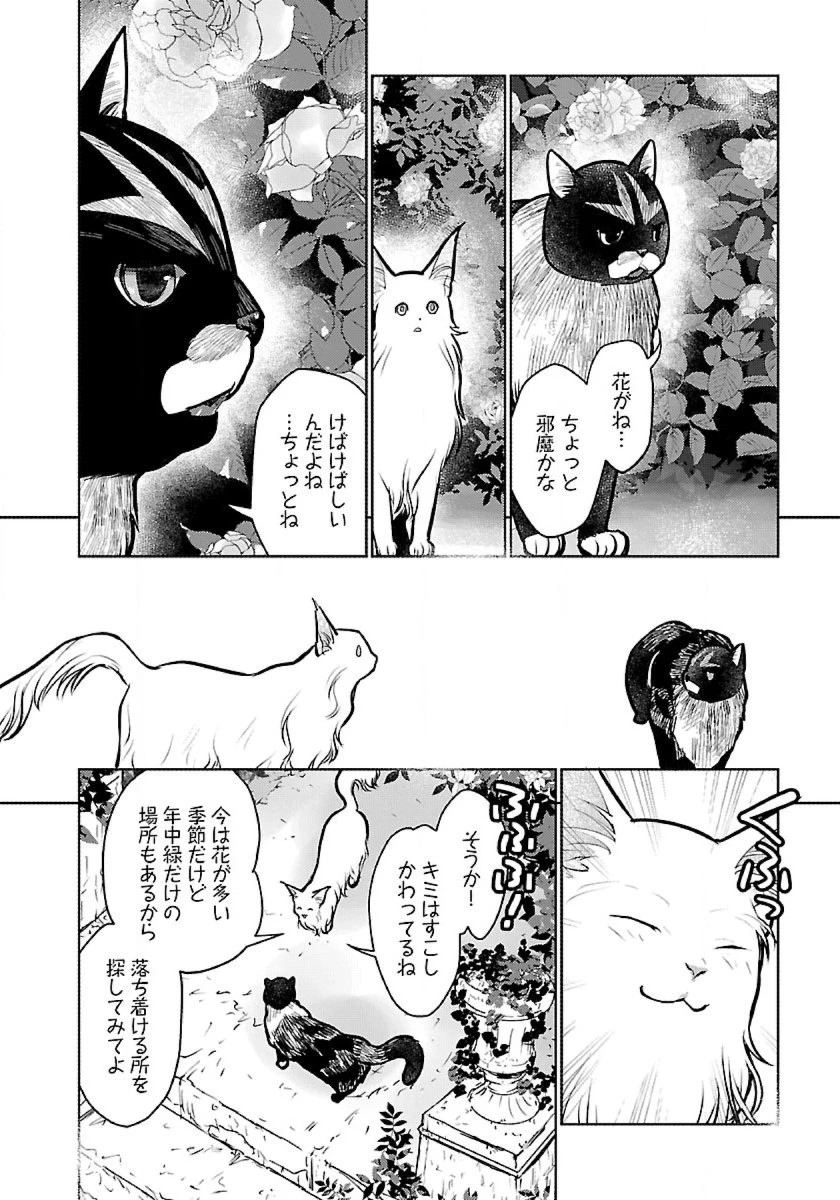 猫と竜 第48話 - 16