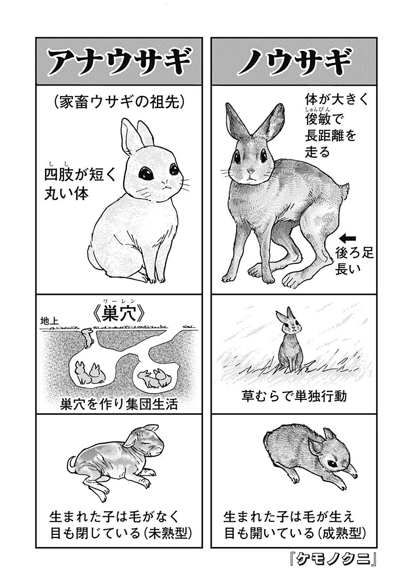 ケモノクニ 第78話 - 1