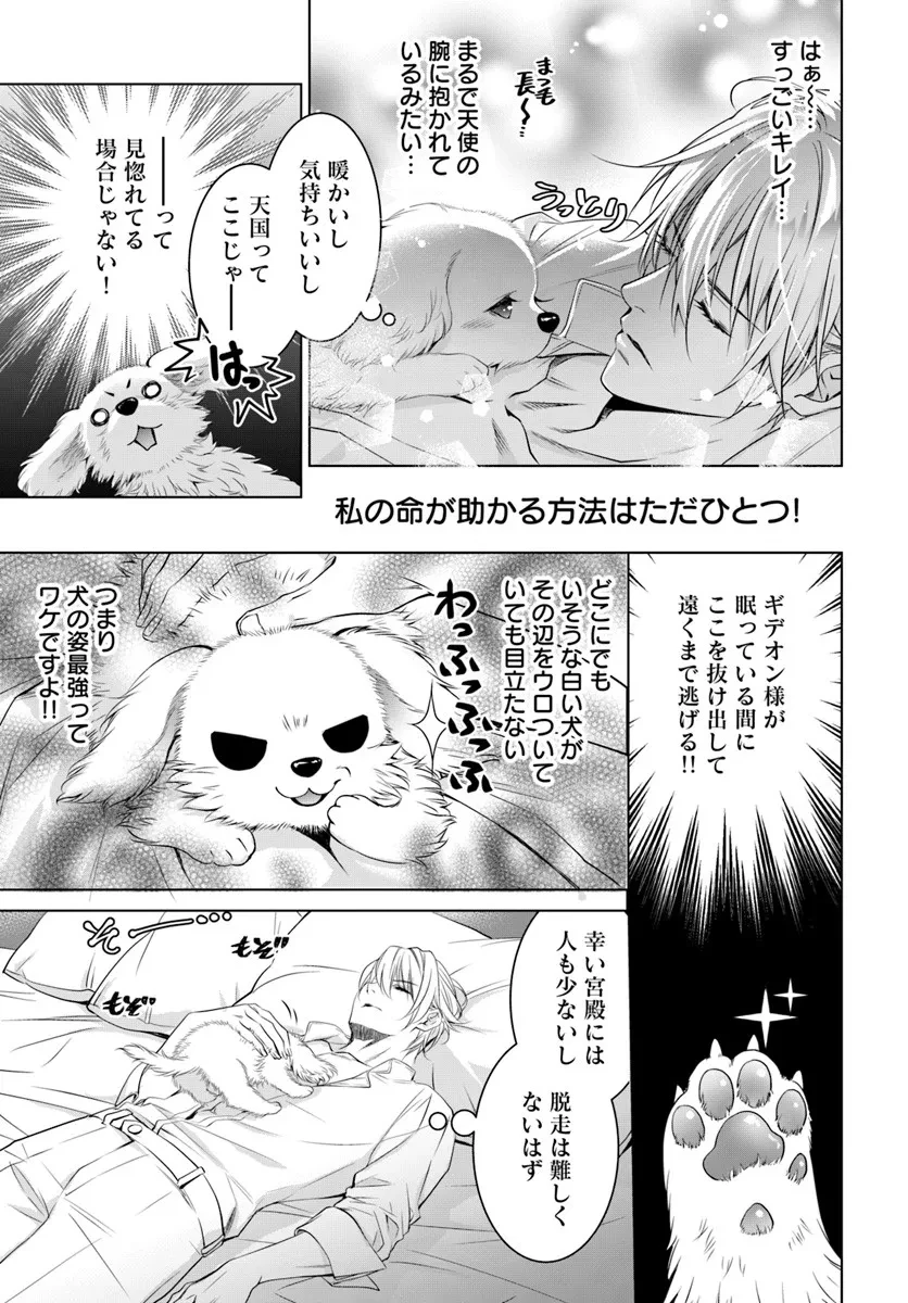 国王陛下、私を飼ってください! ～妹の身代わりで貢ぎ物にされましたが、愛され犬を目指します～ 第3話 - 11