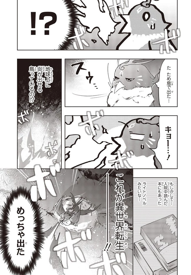 不死鳥への転生 ドラゴン倒せるって普通の鳥じゃないよね？ 第2話 - 15