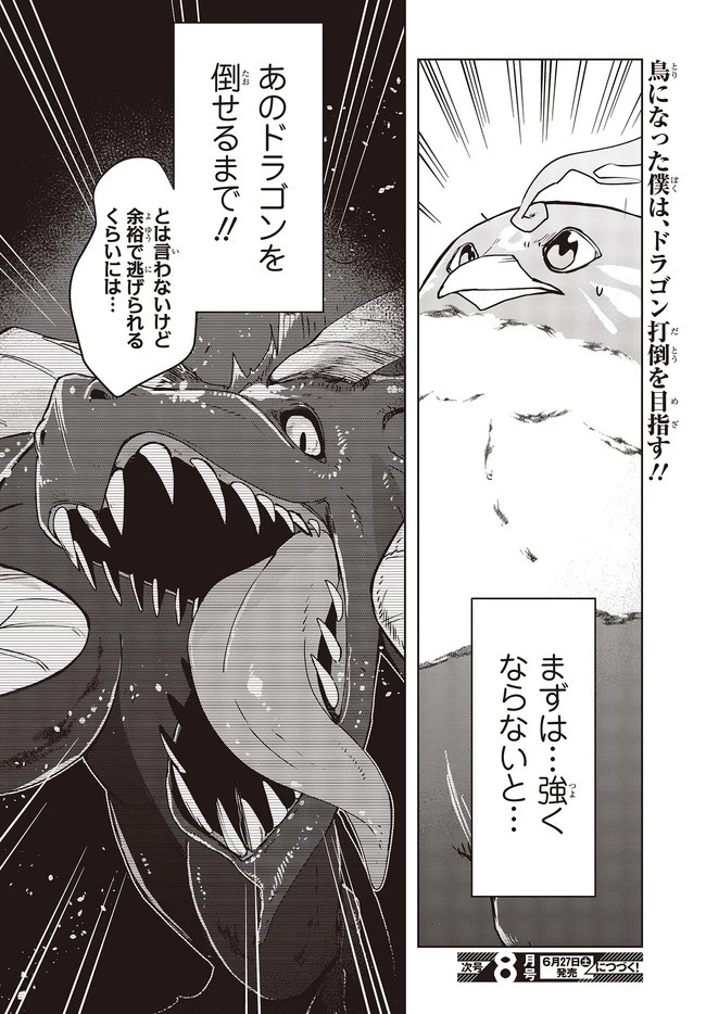 不死鳥への転生 ドラゴン倒せるって普通の鳥じゃないよね？ 第2話 - 26