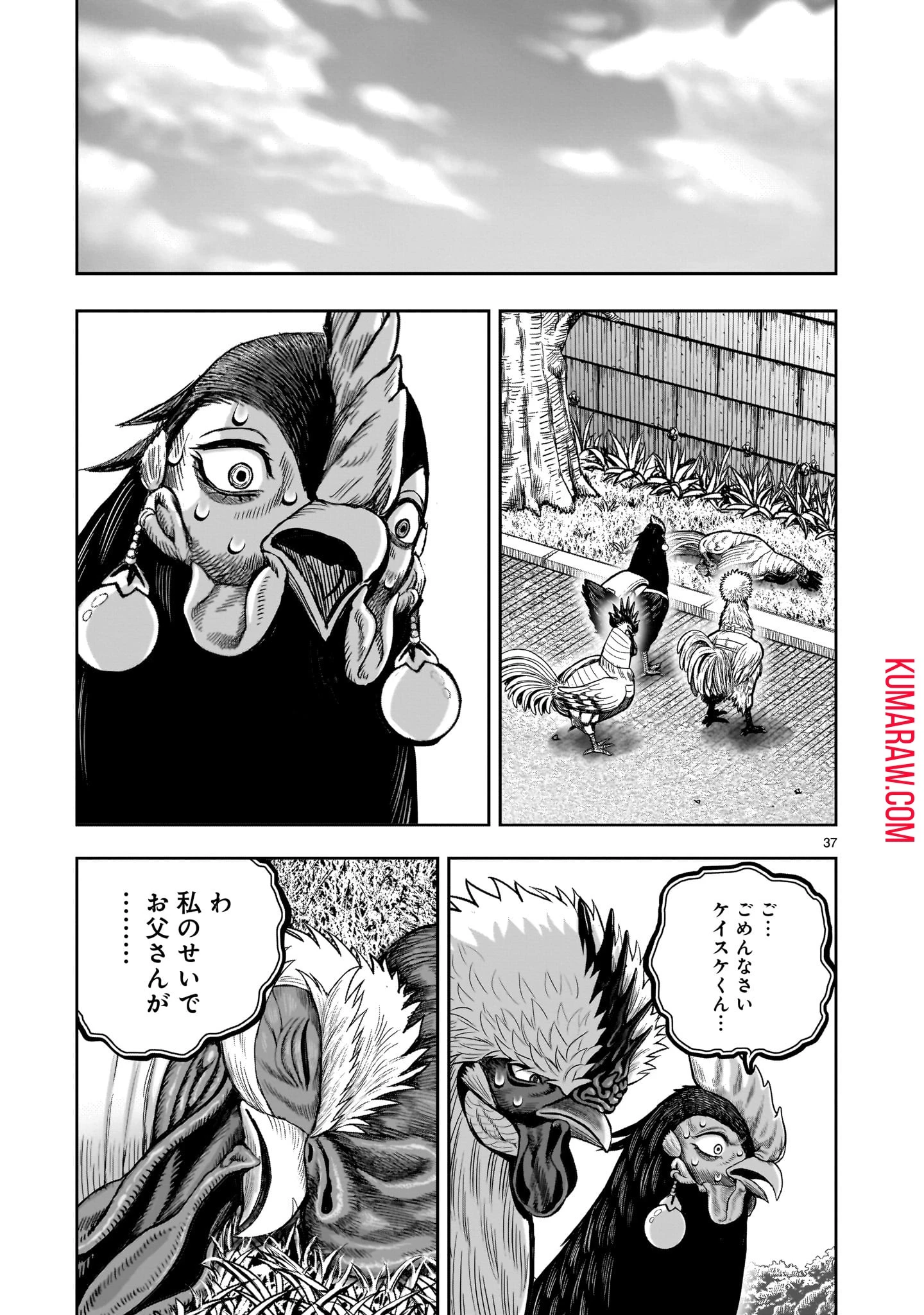ニワトリ・ファイター 第34話 - 37